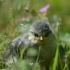 OISILLON DE MÉSANGE BLEUE. J’suis pas content.THIRIOUX VALÈRE